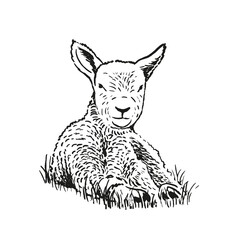 Hand drawn illustration of lying lamb. Sketch style farm animal. Sheep vector art