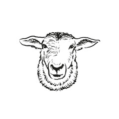 Hand drawn illustration of sheep head. Sketch style farm animal. Lamb portrait