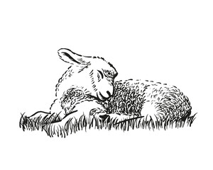 Hand drawn illustration of lying lamb. Sketch style farm animal. Sheep vector art