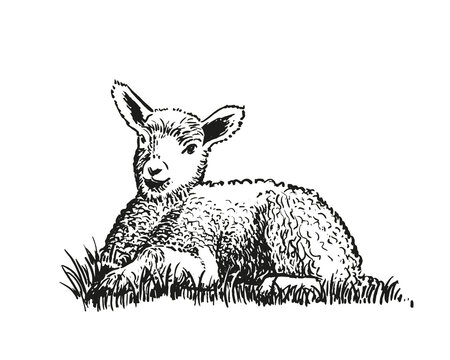 recommend clip art: Hand drawn illustration of lying lamb. Sketch style farm animal. Sheep vector art