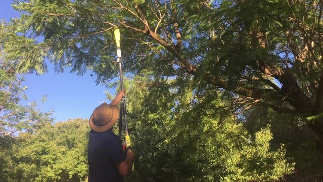 Adult Australian farmer cutting a tree branch in a farm