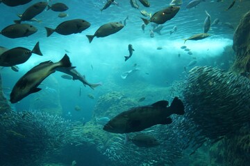 Fototapeta premium 水族館 水槽の中を気持ちよさそうに泳ぐ魚たちたち