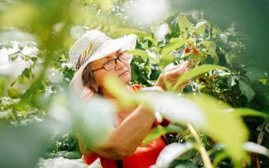 Portrait of cute senior woman gardener harvesting outdoors. Caucasian elderly woman farmer in glasses and hat working in garden on sunny day, picking ripe berries