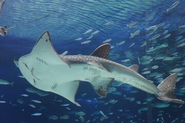水族館　シノノメサカタザメ © FURISHO