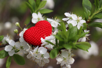 Love heart and cherry blossom in spring. White flowers and red knitted symbol of passion on a branch in a blooming garden