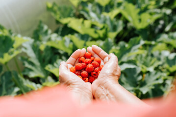 Eco harvest, gardening concept. Senior female gardener holding ripe red berries on sunny day...