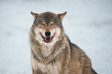 Close-up portrait of a European wolf in the snow. Predator with closed eyes in a relaxed state. Winter day. Meditation. - obrazy, fototapety, plakaty