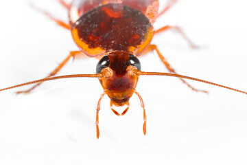 Cockroach close-up macro isolated on white background, insecticide, insect destruction, dead parasite cockroach, ecology, pollution surrounding stray garbage dump
