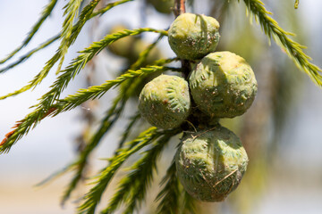 Cypress tree seeds