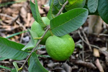 Fresh guava fruit the tree in the garden.