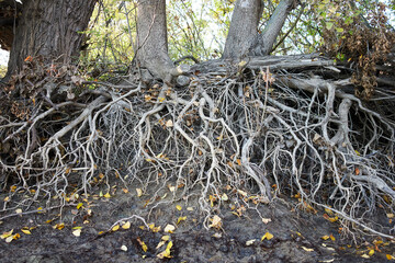 Exposed roots of a tree on the bank of river at autumn