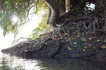 Exposed roots of a tree on the bank of river at autumn