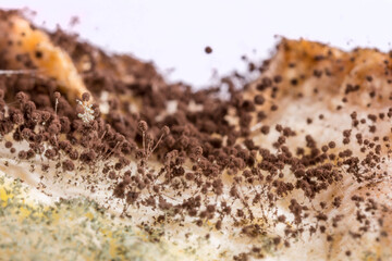 Mold close-up macro. Moldy fungus on food. Fluffy spores mold as a background or texture. Mold fungus. Abstract background with copy space. - obrazy, fototapety, plakaty