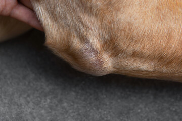 Close-up part of dog body adult yellow Dudley Labrador retriever elbow with redness and dryness skin infection from bacteria at vet visit. Dog healthcare and skin allergy concept