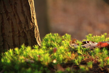 Tree with moss close up in sun