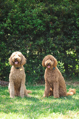 Two Groodle - Golden Doodle dogs sitting together on green grass