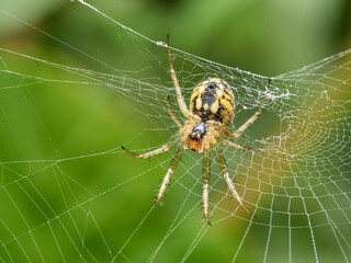 Cricket-bat orbweaver. Mangora acalypha.