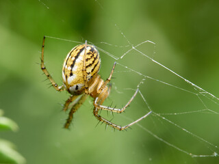 Cricket-bat orbweaver. Mangora acalypha.