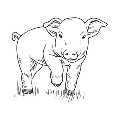 pig or pork cute illustration