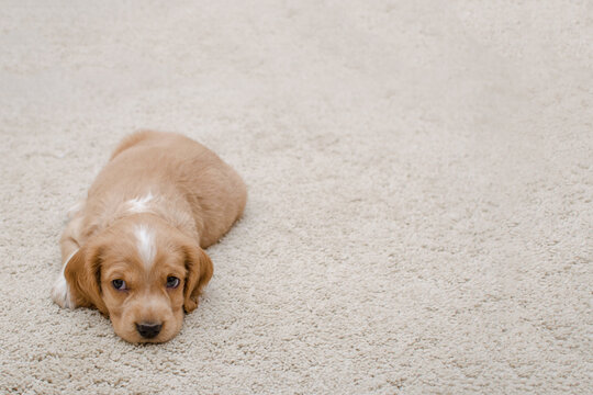 A small sad puppy lies on the floor. Caring for pets. Animal protection. Beige background. High quality photo