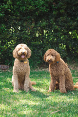 Two Groodle - Golden Doodle dogs sitting together on green grass
