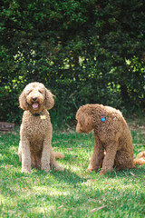 Two Groodle - Golden Doodle dogs sitting together on green grass