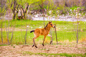 Horses gallop over mountains and hills. A herd of horses grazes in the autumn meadow. Livestock concept, with place for text.
