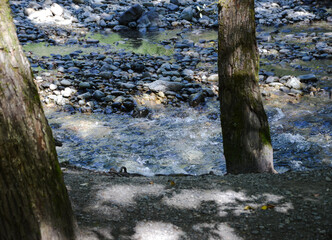 stream in the forest