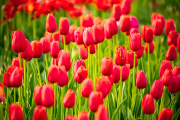 Obraz premium Blooming tulips in Holland. Field of red tulips close-up as a concept of the holiday and spring. Pink and red tulips at the Holland Flower Festival.