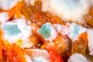 Fototapeta na wymiar Mold close-up macro. Moldy fungus on food. Fluffy spores mold as a background or texture. Mold fungus. Abstract background with copy space.