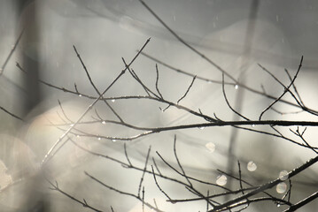 Branches en hiver mouillées par la pluie