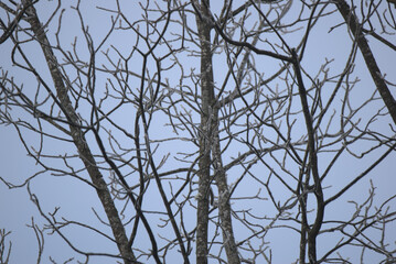 Arbre couvert de givre en hiver