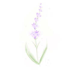 flower lavender