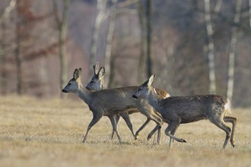 Obraz premium three roe deer running through the meadow. Wildlife scene from spring nature