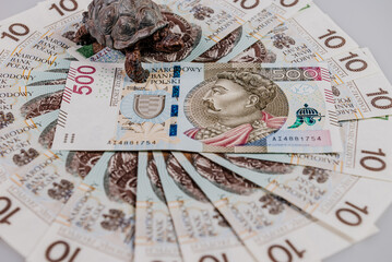 Żółw na banknocie 500 zł © rozentuzjazmowany