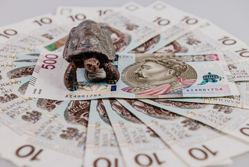 Żółw na banknocie 500 zł