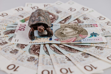 Żółw na banknocie 500 zł © rozentuzjazmowany