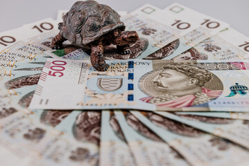 Żółw na banknocie 500 zł - obrazy, fototapety, plakaty