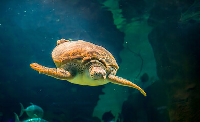 The sea turtle swims in the sea or the ocean, the concept of protection against the extinction of...