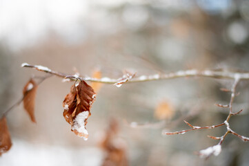 leaves in snow