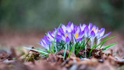 Beautiful purple crocuses blooming in springtime