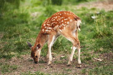 A young deer grazes in the forest on a bright sunny day 