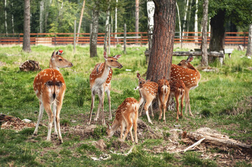 Naklejka na ściany i meble Spotted deer walk in the summer in the reserve 