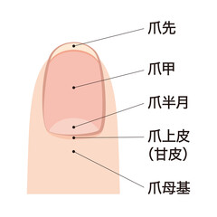 Obraz premium 爪 各部位の名称