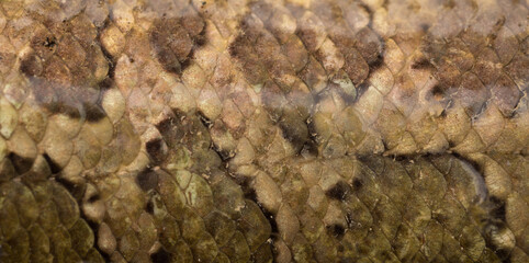 Fish scales background, texture of fish close up. Reptile skin. © Vera