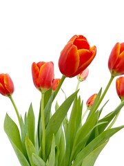 red tulips on a white background