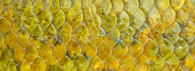 Fish scales background, texture of fish close up. Reptile skin.