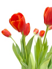 red tulips on a white background