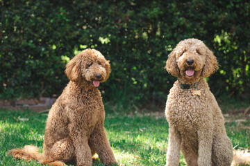 Two Groodle - Golden Doodle dogs sitting together on green grass