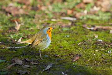 Beautiful robin (Erithacus rubecula) on green mossy ground. High angle view from the Side.